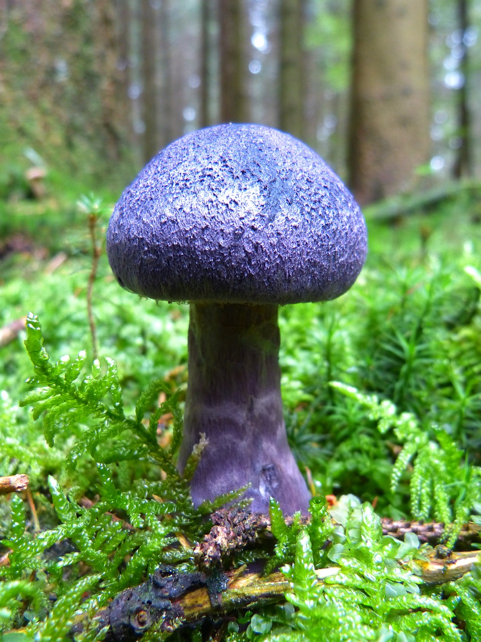 mushroom, fall, violet-468747.jpg