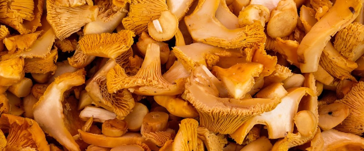 mushrooms, edible mushrooms, mushroom-1603661.jpg